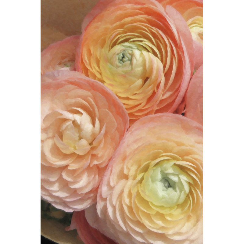 Ranunculus First Blush