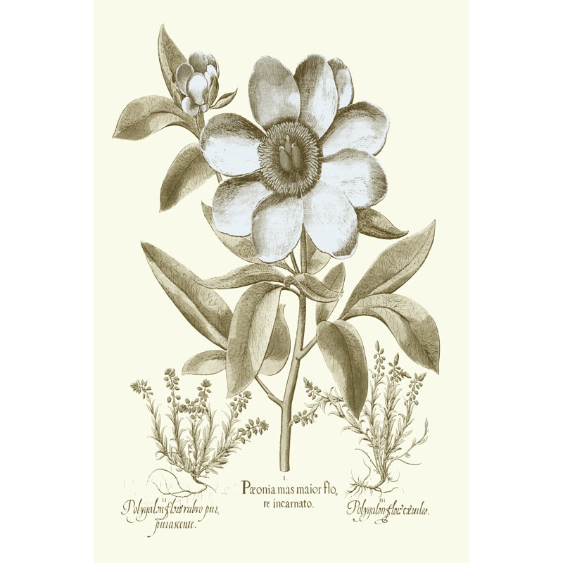 Spa Peonies I by Basilius Besler - Graphic Art Print, 46cm H x 30cm W, Wrapped Canvas