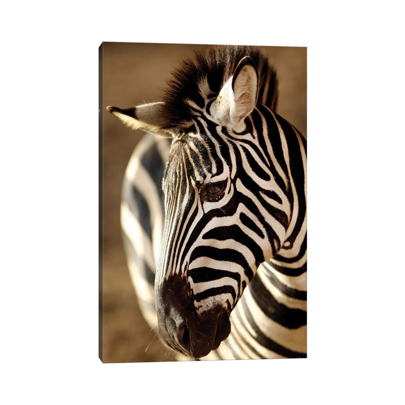 Zebra IV by Goran Anastasovski - Wrapped Canvas Print, 20.32 cm H x 30.48 cm W