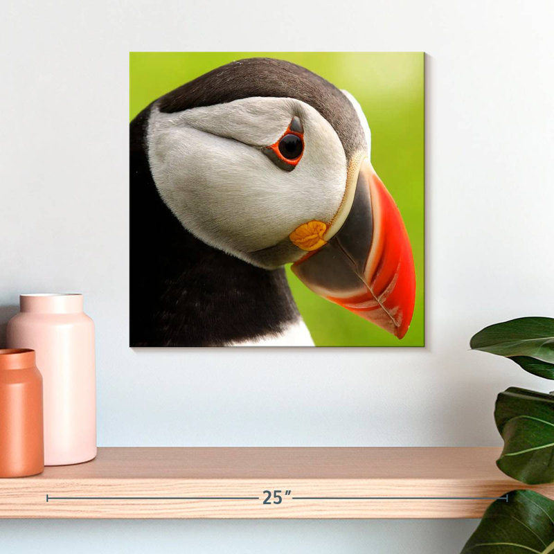 Brampt Wild Puffin