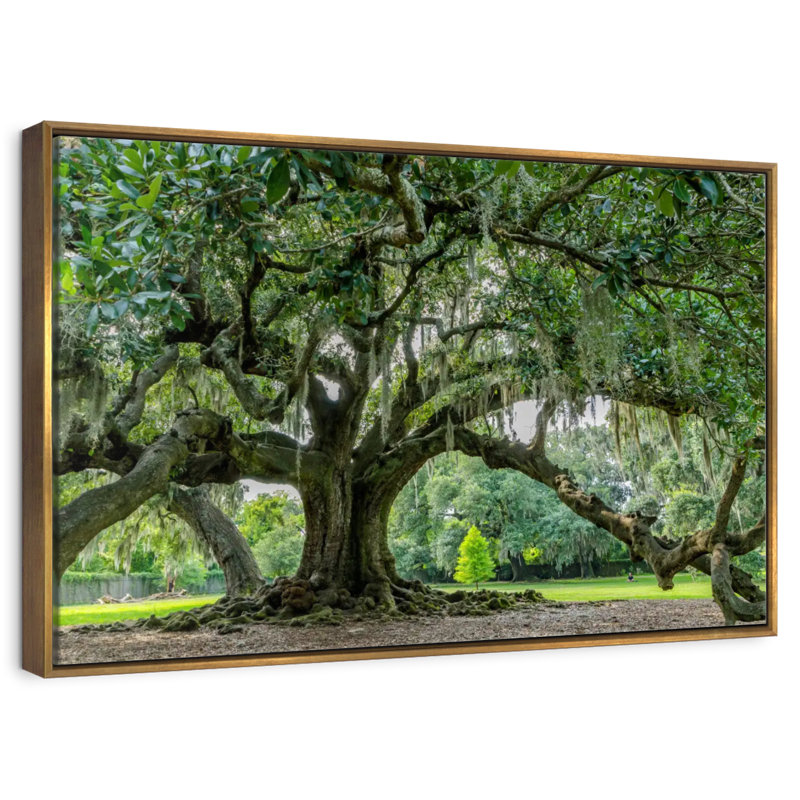 Chêne Audubon Park, 37 po x 25 po, Cadre flottant doré
