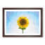 Yellow Sunflower Catching Rays - Picture Frame Painting Print-56739452-56739453