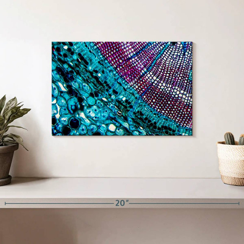 Keiri Pine Stem Under Microscope, 8" H x 12" W