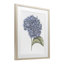 Hortensia croquis, impression encadrée sous verre, design par Cecilia Battaini