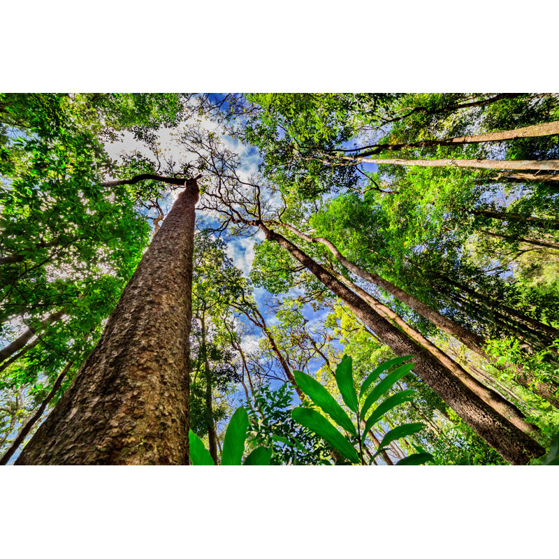Looking Up The Trunk Of A Giant Rainforest Tree by Khlongwangchao - Wrapped Canvas Print, 30cm H x 46cm W x 3.8cm D