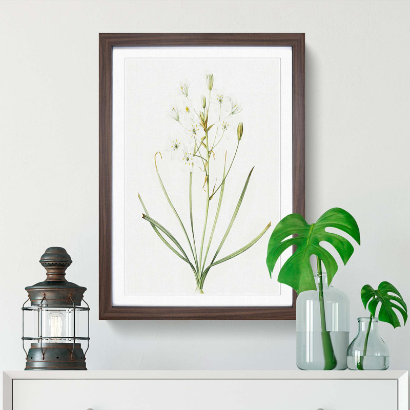 Ornithogalum Flowers by Pierre-Joseph Redoute - Picture Frame Painting Print, 65cm H x 48cm W x 2cm D, Walnut Framed