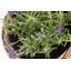 Lily Manor Wicker Planter Basket-487139764