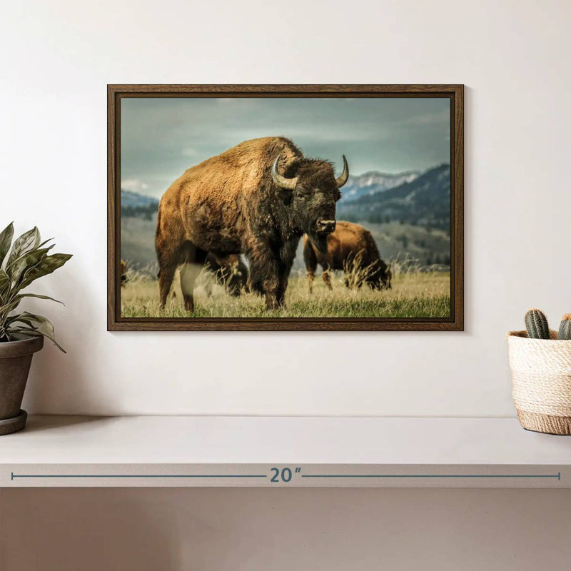 Wyoming Bison, 13" X 9", Floating Frame Walnut