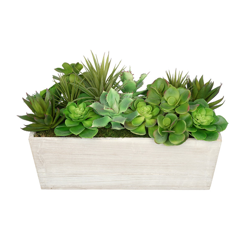 Plante grasse artificielle 5,5 po en pot, Blanc