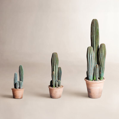 Cactus en pot