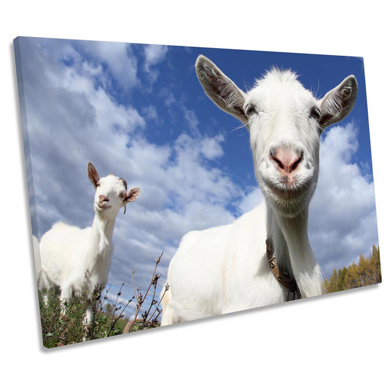 Goat Farm Farming - Wrapped Canvas Print, 40.6cm H x 61cm W x 2cm D