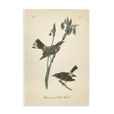 «Vintage Warbler Study», art mural par Wild Apple Portfolio