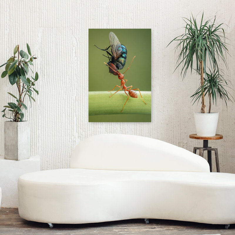 Ant Carrying Fly Vibrant Contemporary Ant Fly Nature Wildlife Wall Art Print 1 Piece Wrapped Canvas Wall Art