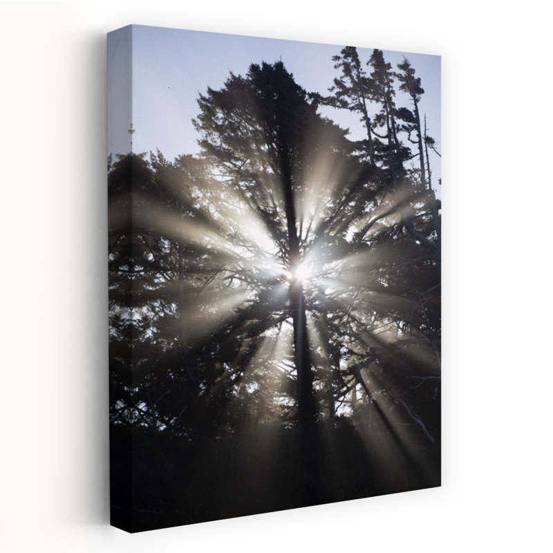 Trees And Sun Lights Cannon Beach Oregon USA by Dan Merkel - Wrapped Canvas Print, 60.96 cm H x 40.64 cm W