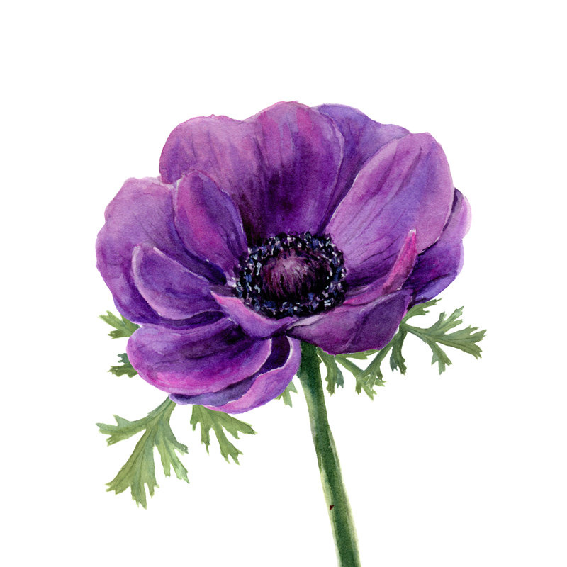 «Audrei Realistic Botanical Illustration on Canvas» par Yuliya Der bisheva, peinture, H 36 po x l 36 po