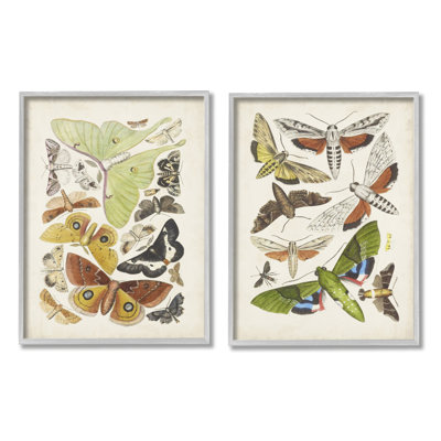 Moths rétro, études latines par World Art Group - ensemble de 2 impressions sur bois