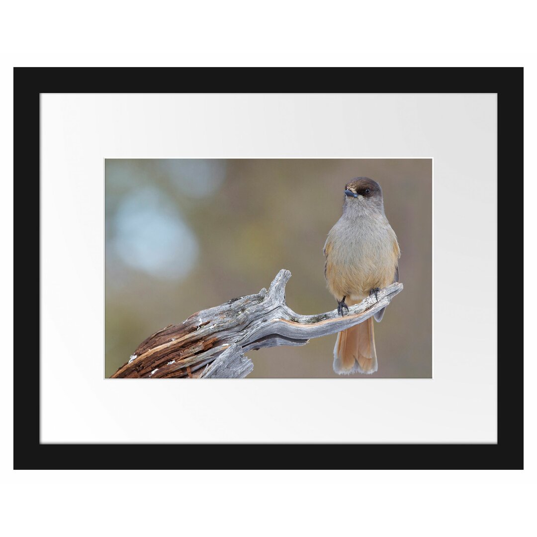 Gerahmtes Poster Kleiner Vogel auf Ast