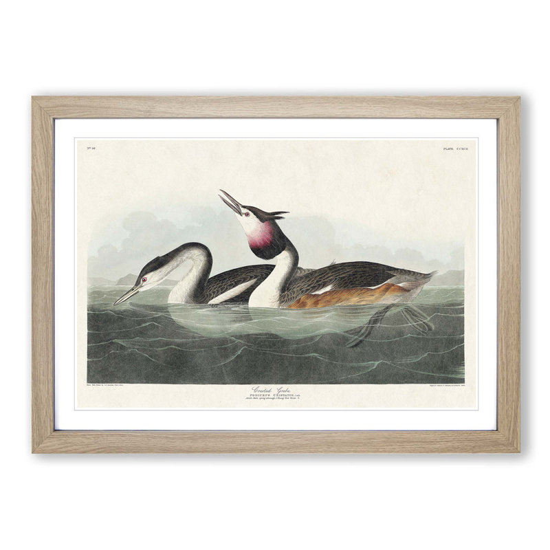 Crested Grebe by John James Audubon - Picture Frame Painting Print, Oak Framed, 36cm H x 48cm W x 2cm D