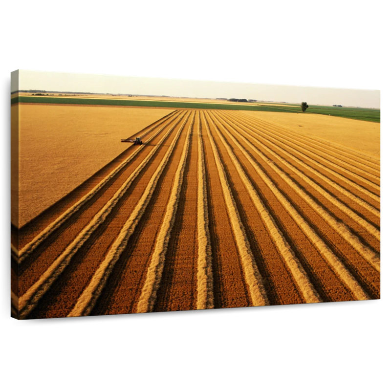 Harnek Wheat Field Lines, H 8 po x l 12 po