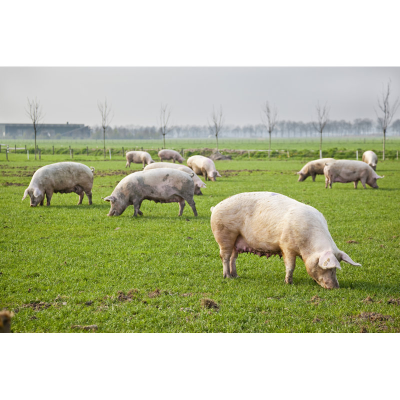 Pigs Springtime - Wrapped Canvas Print, 30cm H x 46cm W x 3.8cm D