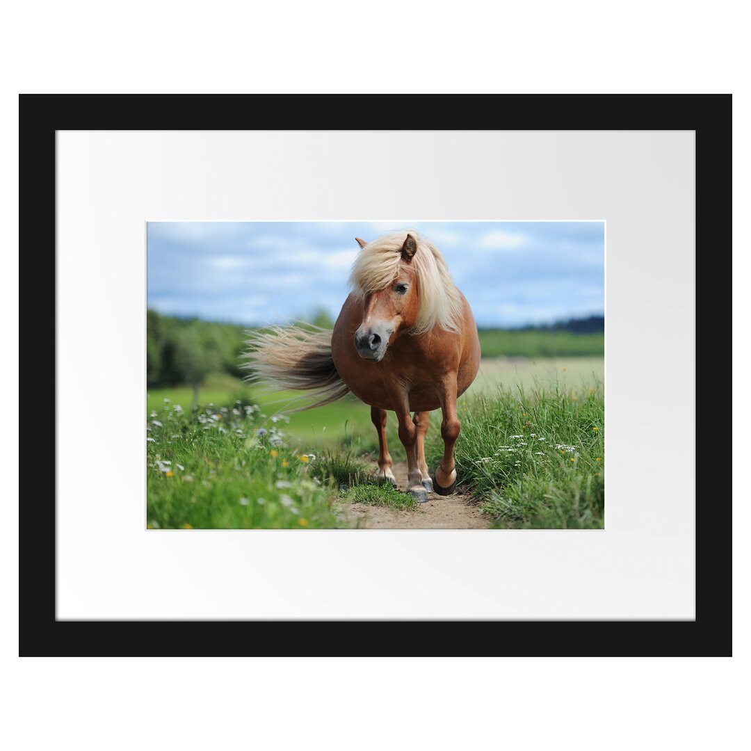 Gerahmtes Poster Shetlandpony auf der Wiese