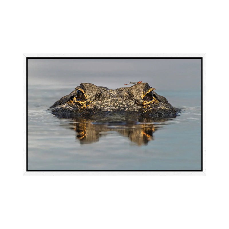 American Alligator From Eye Level With Water, Myakka River State Park, Florida 1 Piece Wall Art on Canvas
