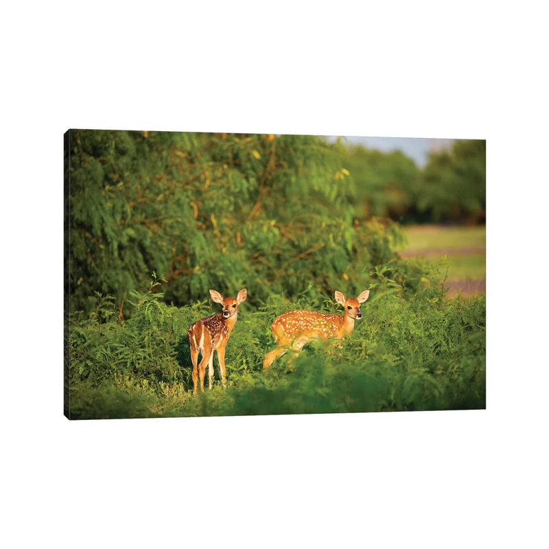 White-Tailed Deer (OdocoileUS Virginianus) Fawn Resting In Cover by Larry Ditto - Wrapped Canvas Gallery-Wrapped Canvas Giclée