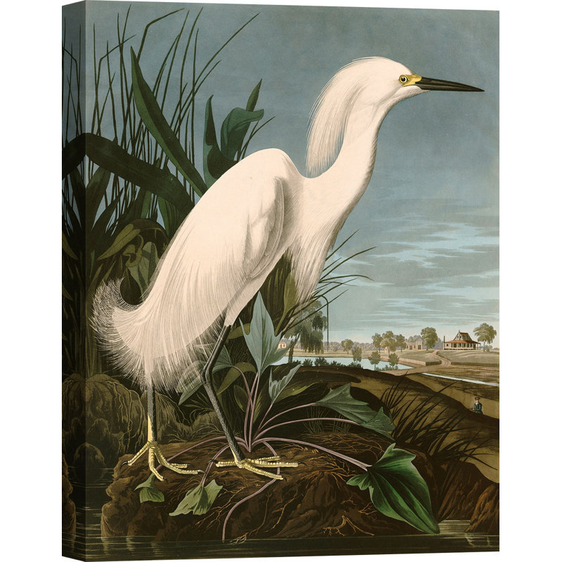 Snowy Heron Or White Egret by John Audubon - Wrapped Canvas Painting, 120cm H x 90cm W x 4cm D