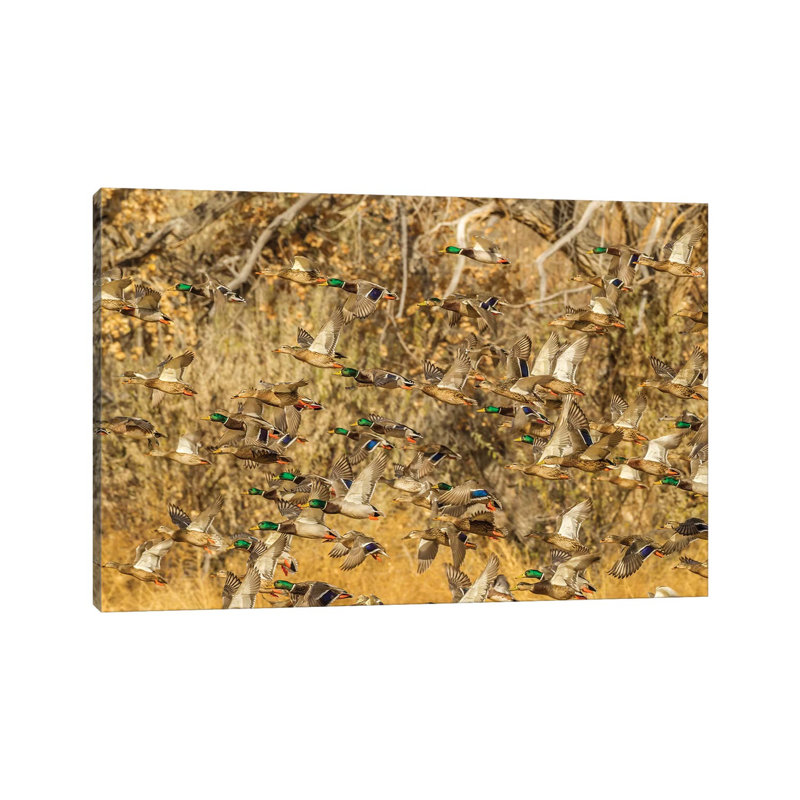USA, New Mexico, Bosque Del Apache National Wildlife Refuge. Mallard Duck Flock Flying. by Jaynes Gallery - Wrapped Canvas Print
