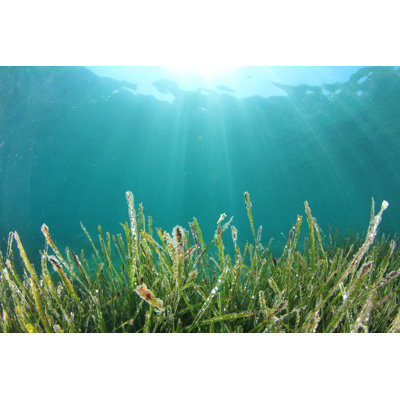 Seagrass par RichCarey - photographie sur toile tendue
