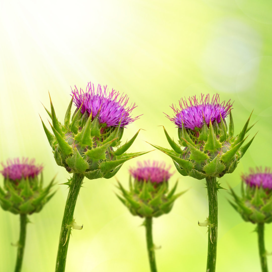 Willards Silybum Marianum von Vencavolrab - Druck