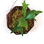 Staghorn Fern Kit de fixation Cadre de plantation suspendu Support à plante en bois pour orchidées et herbes