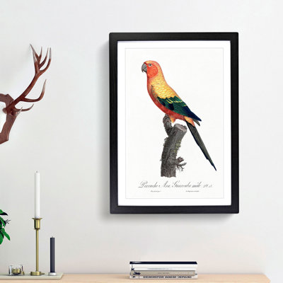 Sun Parakeet by F. Levaillant - Picture Frame Painting Print