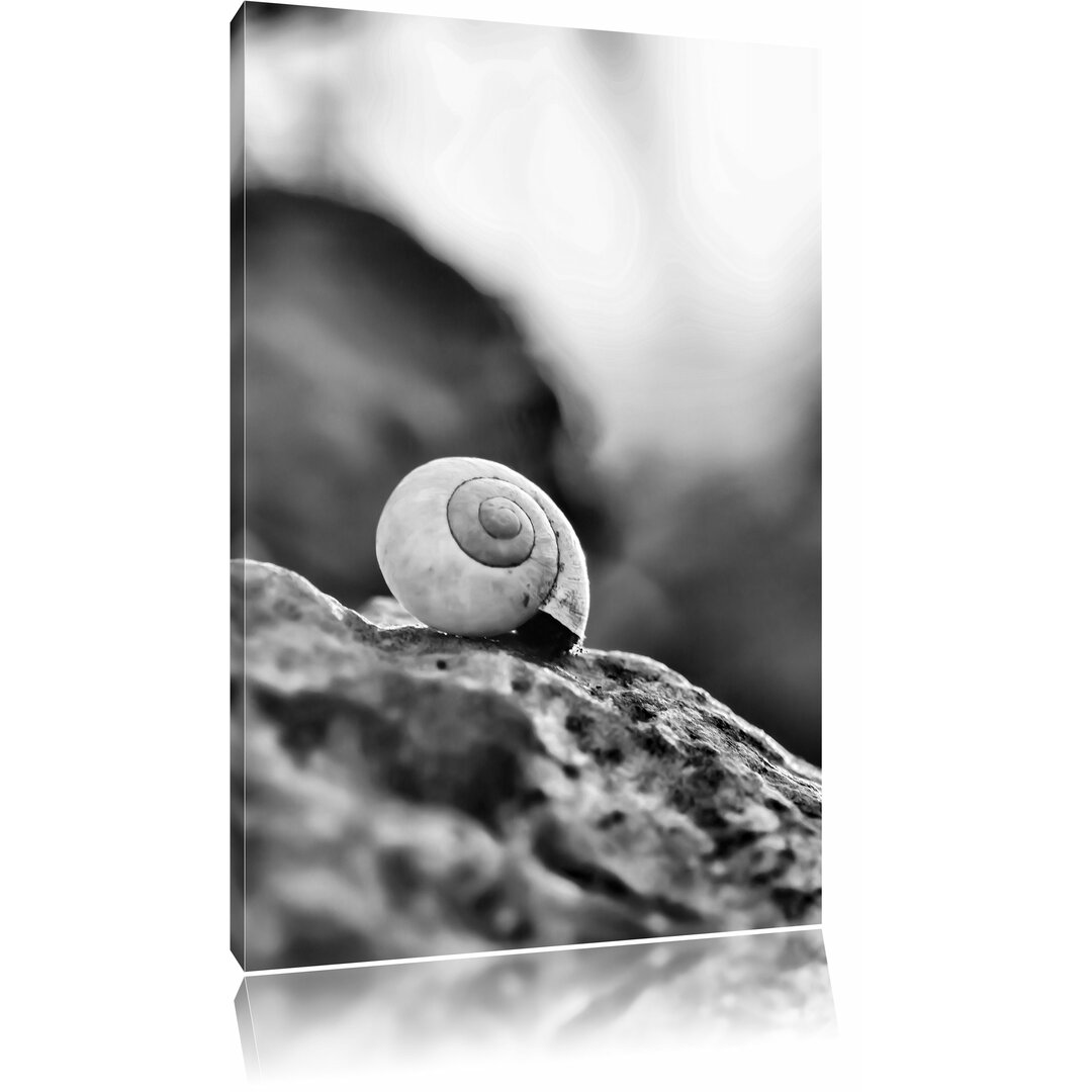 Leinwandbild Kleine Schnecke auf Stein in Monochrom