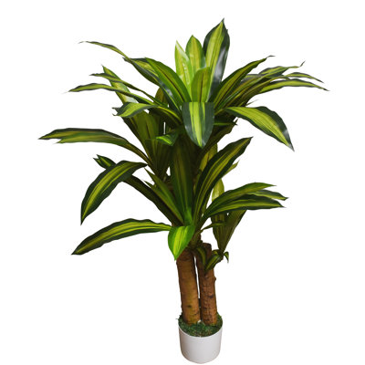 40 po Dracaena plante en pot blanc