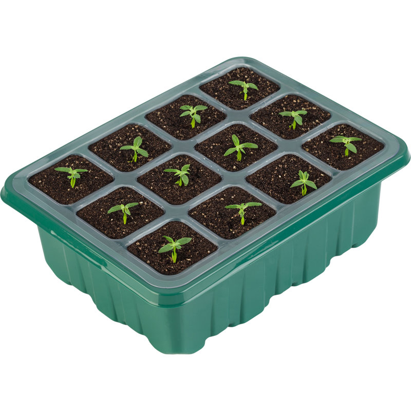 Green Plastic Seed Starter Tray Kit with Humidity Dome