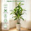 Faux arbre Dracaena 6 pi