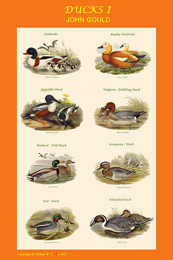 « compsite duck vertical classroom affiche i » par john gould, impression, H 42 po x l 28 po x P 1,5 po