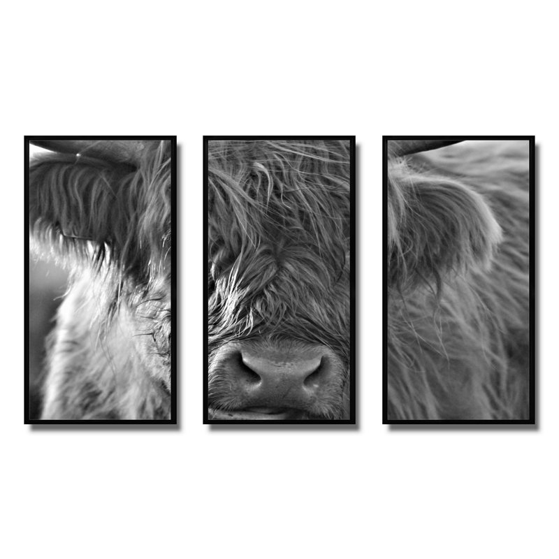 «Scottish Highland Cows Living On Moorland», 3 pièces sur toile, cadre flottant, H 32 po x l 48 po, Cadre noir