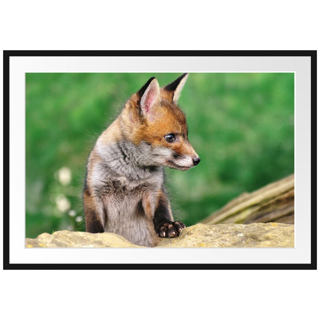 Gerahmtes Poster Junger Fuchs