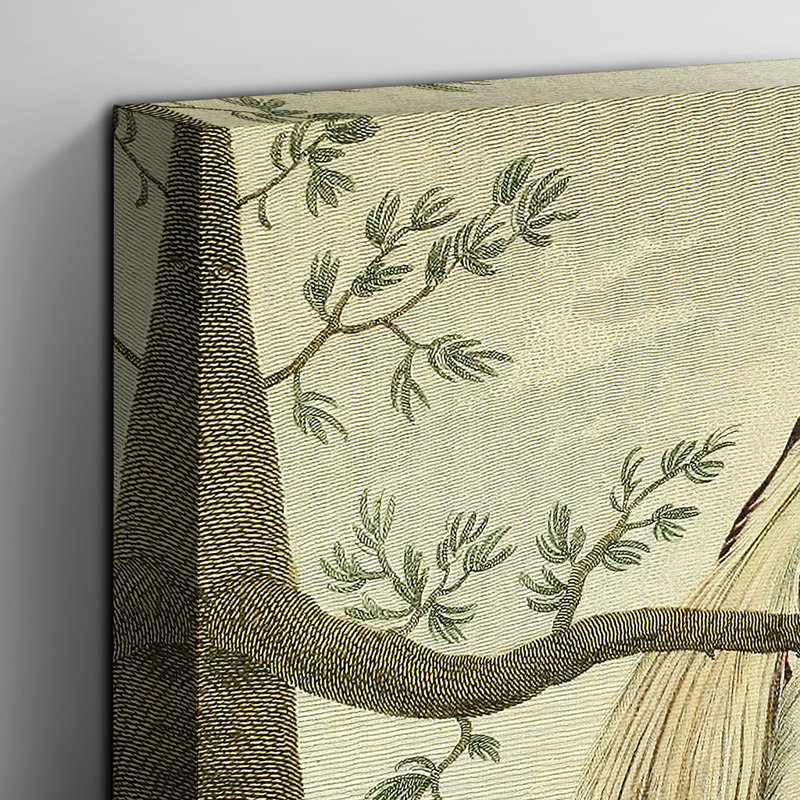 Vintage Great Paradise Bird by Charles Reuben Ryley - Wrapped Canvas, 35cm H x 50cm W