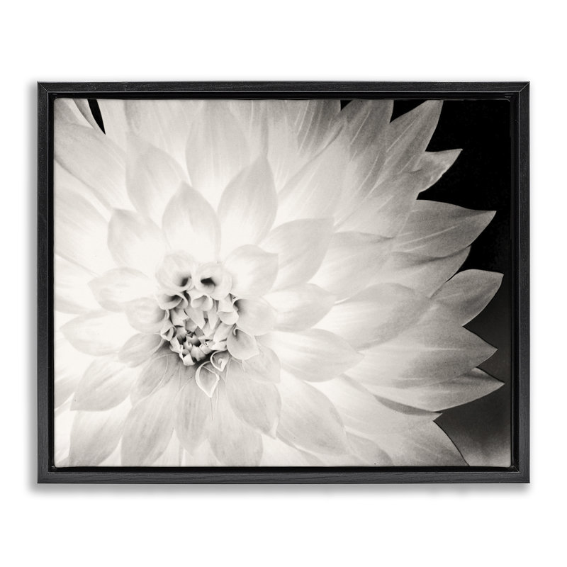 «Strong Dahlia Petals» par Gail Peck, Cadre flottant noir de jais, H 17 po x l 21 po