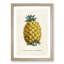 Illustration of a Pineapple - Framed Print-55641206-55641208