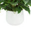 Rohdea Japonica Bush in Round Planter