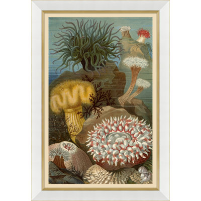 Coral Reef Giclee Print