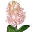 Tige d'hortensia Pinnacle 25 po -419592385