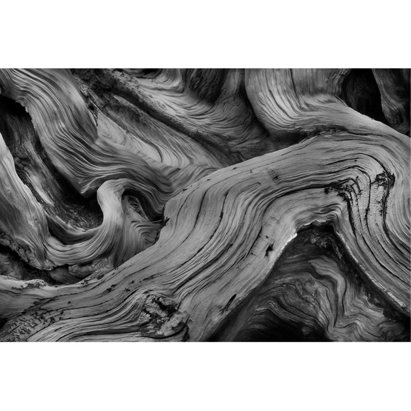 Bristlecone Study Print by Harold Davis, 40" H x 60" W, Glass Coat