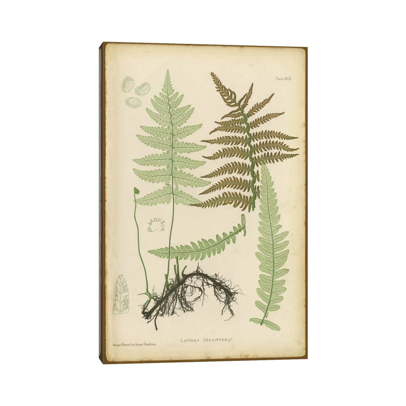 Lastrea Thelypteris - Wrapped Canvas Print, 20.32 cm H x 30.48 cm W