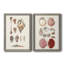 Toile encadrée Shell Collection VP Remium - prête à être accrochée-558366132-558366129-558123118