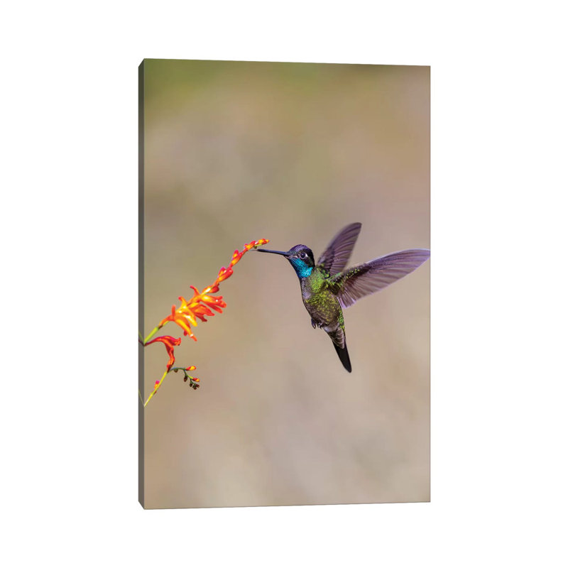 Central America, Costa Rica. Male Talamanca Hummingbird Feeding. by Jaynes Gallery - Wrapped Canvas Gallery-Wrapped Canvas Giclée